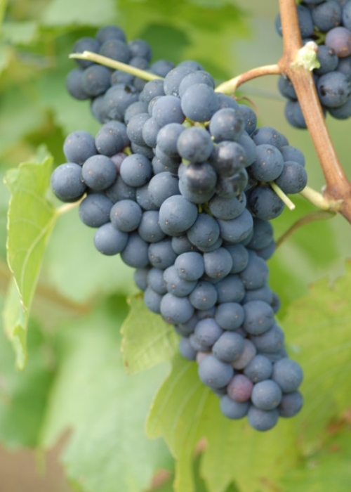 Blauer Affentaler